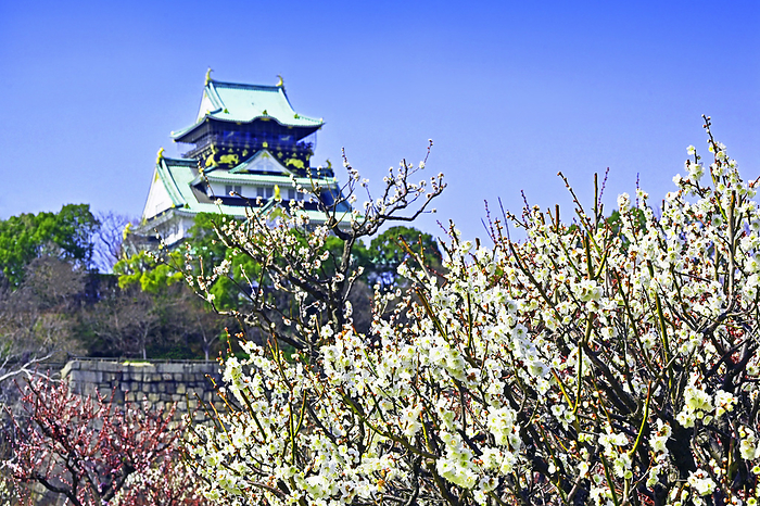 Osaka Castle in bloom with ume blossoms Osaka City, Osaka Prefecture Toyotomi Hideyoshi s Osaka Castle, one of the three most famous castles in Japan, with a spectacular view of plum blossoms in bloom.