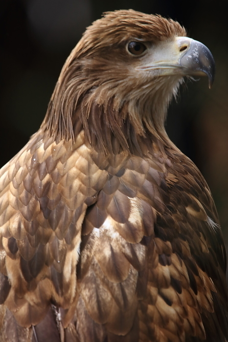 Golden eagle Tama Zoological Park