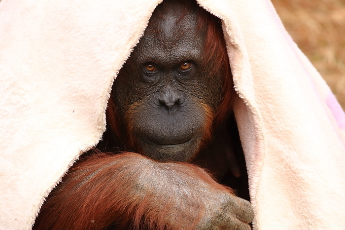 Orangutan Tama Zoological Park