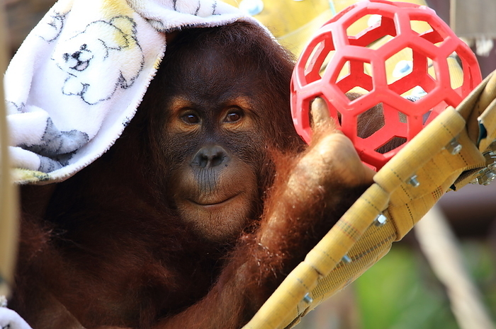 Orangutan Ichikawa Zoo and Botanical Garden