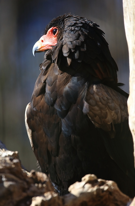 Dharma eagle Tama Zoological Park
