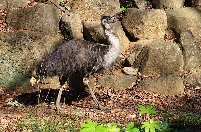 Emu Chiba Zoo