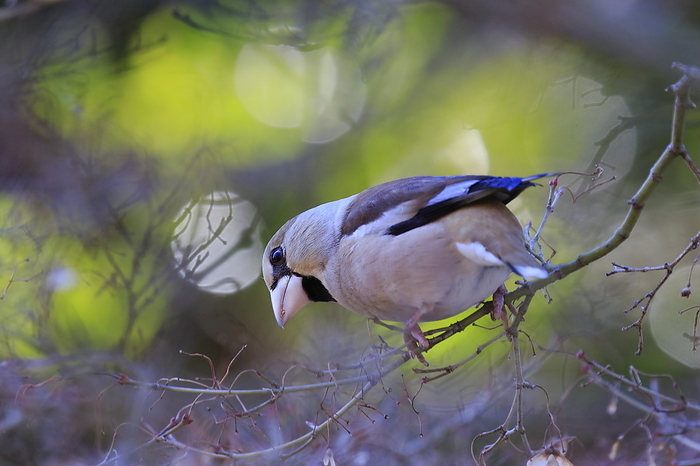 hawfinch (Coccothraustes coccothraustes)