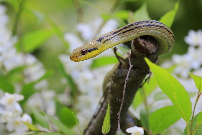 lamniform snake (any snake of family Lamniformes)