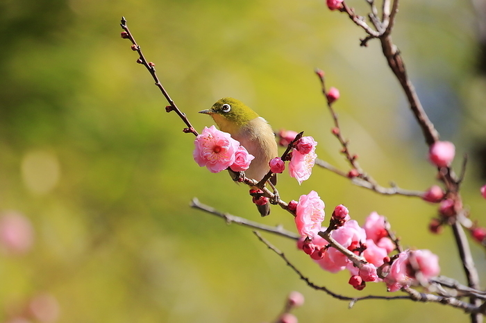 White-eye and red plum blossoms