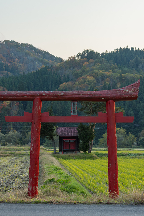 Small shrine and torii gate surrounded by rice paddies in Yuzawa, Akita, Japan