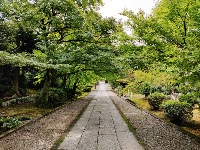 Green leaves at Yogenin Temple, Kyoto, Japan