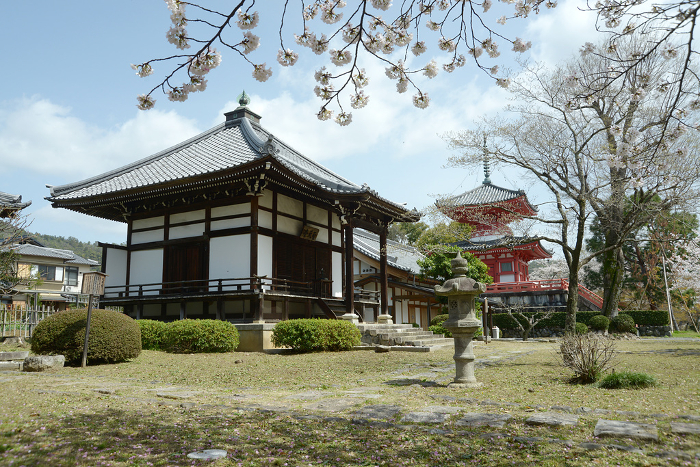 Daikakuji Temple in springtime: Sacred Temple and Shinkei treasure tower, Saga, Ukyo-ku, Kyoto City