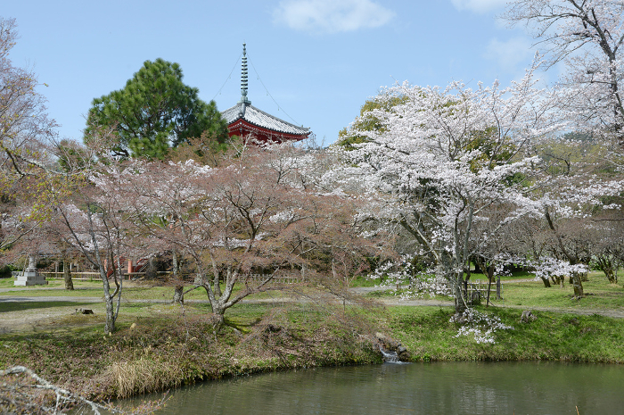 Daikakuji Temple in spring Cherry blossoms at Osawa Pond Saga, Ukyo-ku, Kyoto