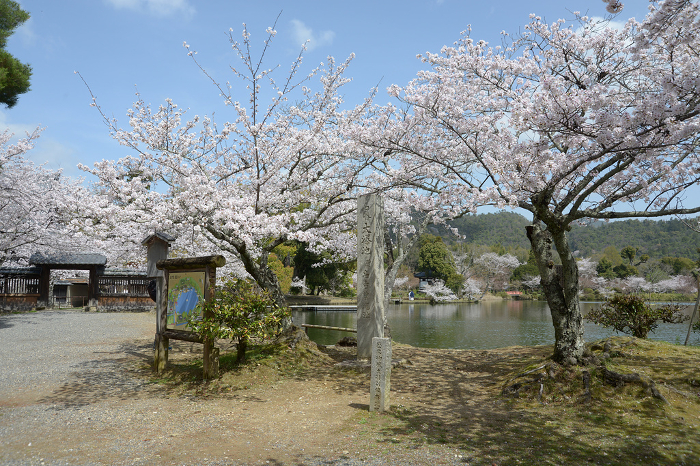Daikakuji Temple in spring Cherry blossoms at Osawa Pond Saga, Ukyo-ku, Kyoto