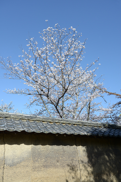 Daigoji Temple, earthen walls and cherry blossoms in spring Daigo, Fushimi-ku, Kyoto