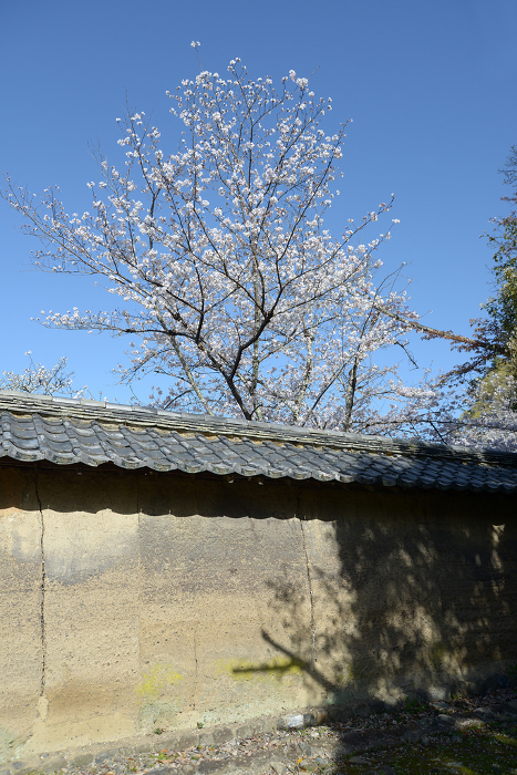 Daigoji Temple, earthen walls and cherry blossoms in spring Daigo, Fushimi-ku, Kyoto