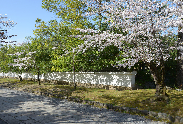 Cherry blossoms along the approach to Daigoji Temple in spring Daigo, Fushimi-ku, Kyoto