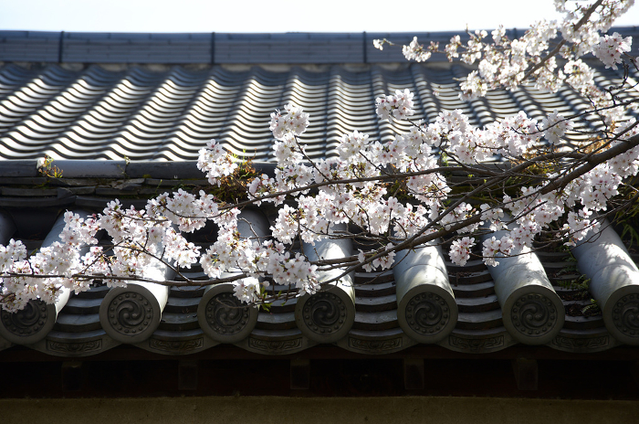 Daigoji Temple in spring, cherry blossoms and tiled roof, Daigo, Fushimi-ku, Kyoto