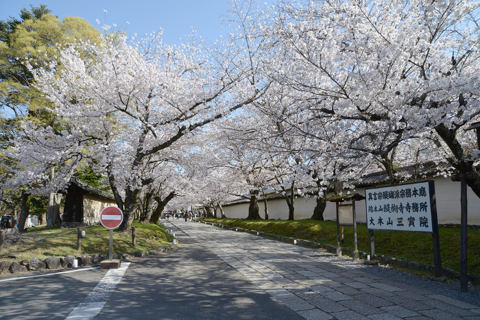 Cherry blossoms in full bloom on the approach to Daigoji Temple in spring. Daigo, Fushimi-ku, Kyoto.