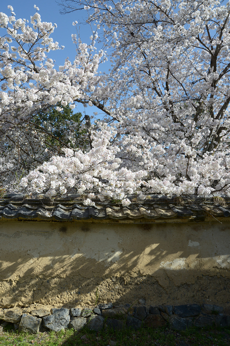 Daigoji Temple in spring, cherry blossoms in full bloom and earthen walls Daigo, Fushimi-ku, Kyoto