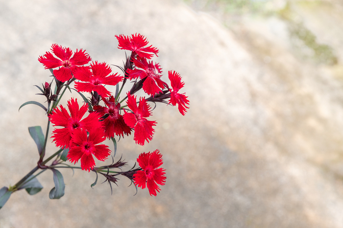 Bright red nadeshiko flowers