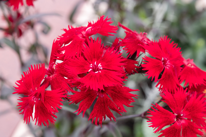 Bright red nadeshiko flowers
