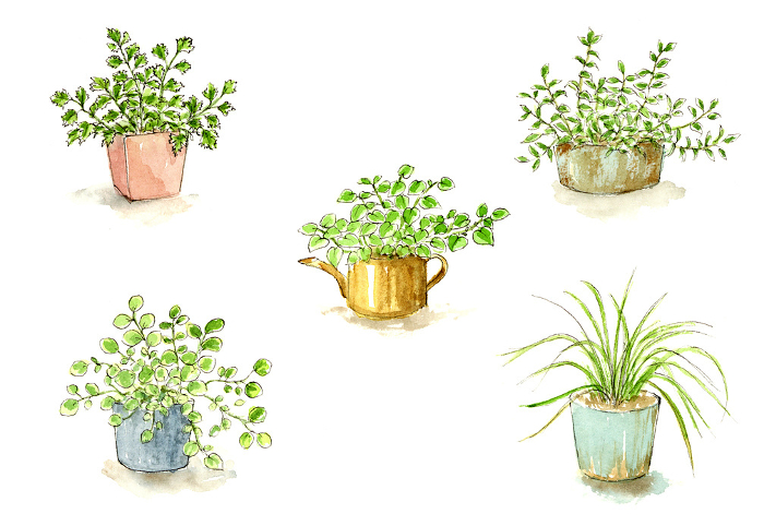 Set of hand-painted watercolor illustrations of herbs in pots