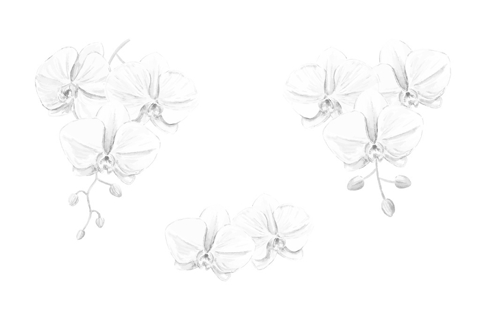 Phalaenopsis orchid monochrome vector illustration set