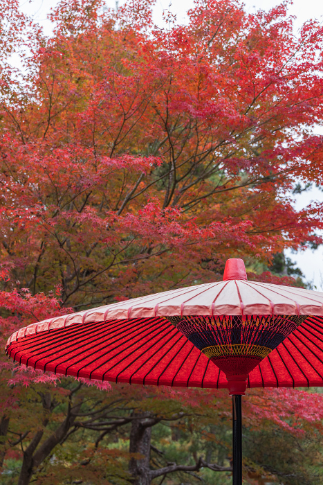 Autumn leaves in the precincts of Motsu-ji in Hiraizumi, Nishiwai-gun, Iwate Prefecture, Japan