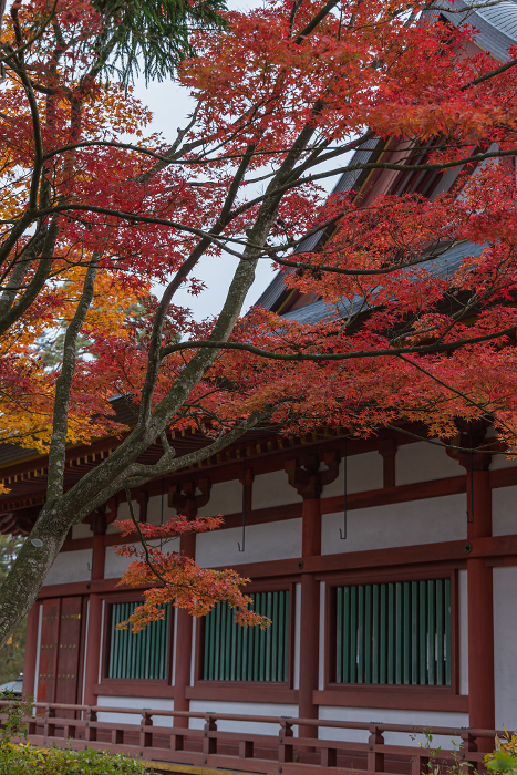 Main hall and autumn leaves of Motsu-ji in Hiraizumi-cho, Nishiwai-gun, Iwate Prefecture, Japan
