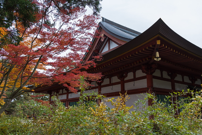 Main hall and autumn leaves of Motsu-ji in Hiraizumi-cho, Nishiwai-gun, Iwate Prefecture, Japan