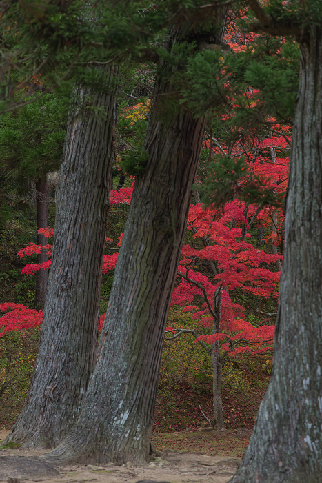 Autumn leaves in Motsuji Garden, Hiraizumi Town, Nishiwai-gun, Iwate Prefecture, Japan