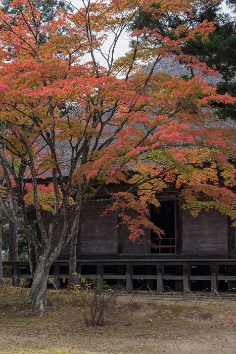 Jogyodo and autumn leaves in Motsuji Garden, Hiraizumi Town, Nishiwai-gun, Iwate Prefecture, Japan