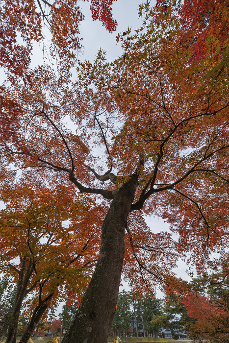 Autumn leaves in Motsuji Garden, Hiraizumi Town, Nishiwai-gun, Iwate Prefecture, Japan