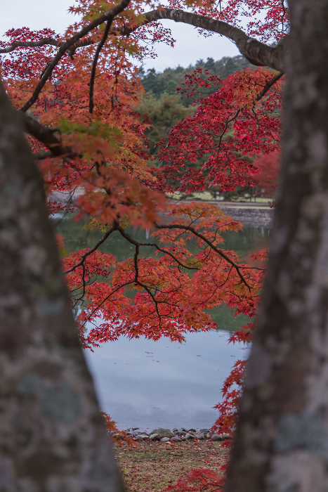 Pure Land Garden and Autumn Leaves in Motsuji Garden, Hiraizumi Town, Nishiwai-gun, Iwate Prefecture, Japan