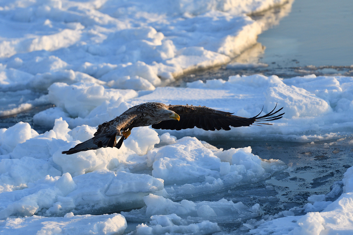 White-tailed eagle, drift ice in Rausu, Shiretoko Peninsula, Hokkaido