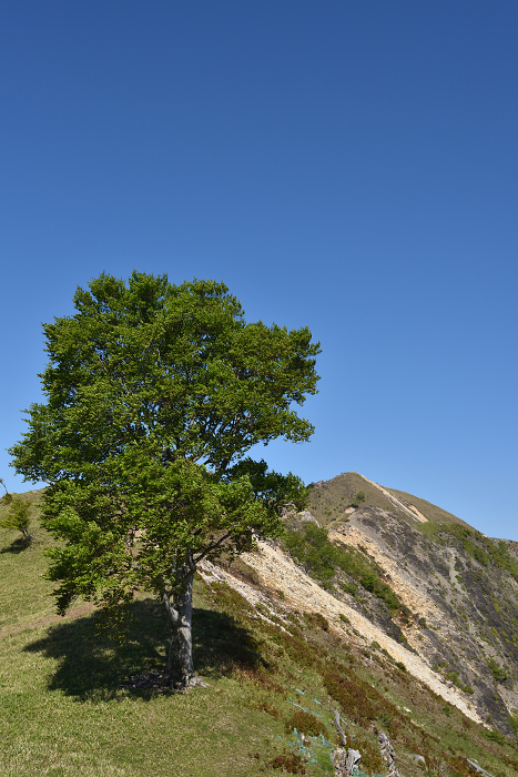 Nakakura and Sawairiyama, Tochigi Prefecture, where you will encounter a solitary beech tree