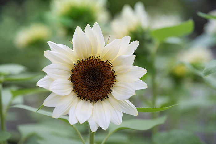 sunflower (Helianthus annuus)