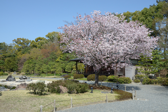 Cherry blossoms at Nijo Castle Seiryuen in spring, Nakagyo-ku, Kyoto
