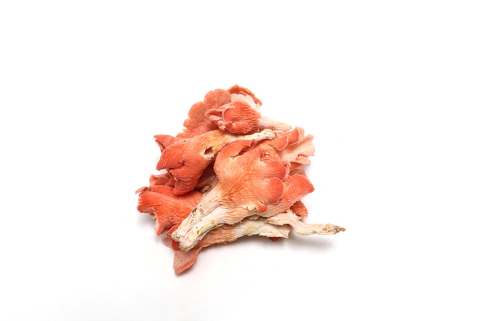 Vermilion hiratake mushroom on white background