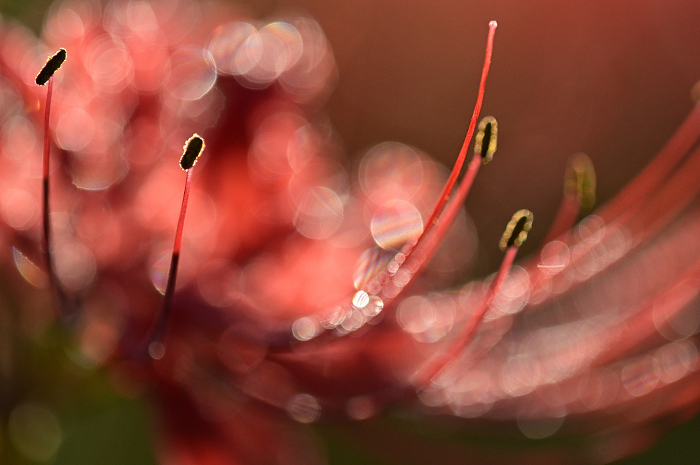 Clothed in morning dew, the cluster amaryllis shines. Close-up.
