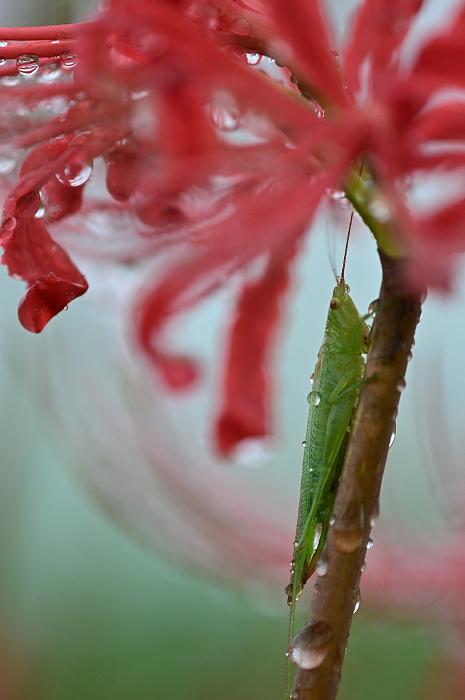 Rain-soaked higanbana and grasshoppers Close-up