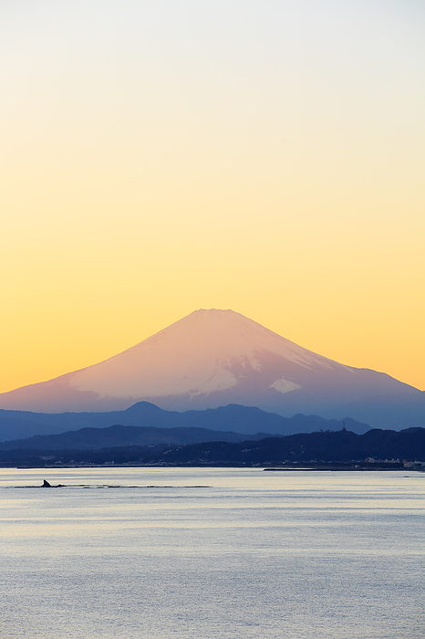 Fuji at sunset Kanagawa Pref. Enoshima Sea Candle, photographed from Sunset Terrace