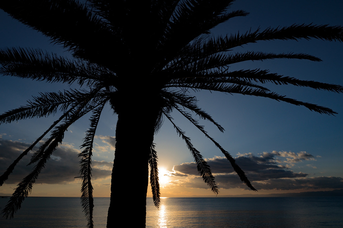 Silhouette of palm tree and sun