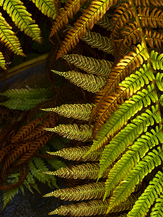 Fern  Tracheophyta , fern leaves, Madeira, Portugal Green leaves of tree ferns