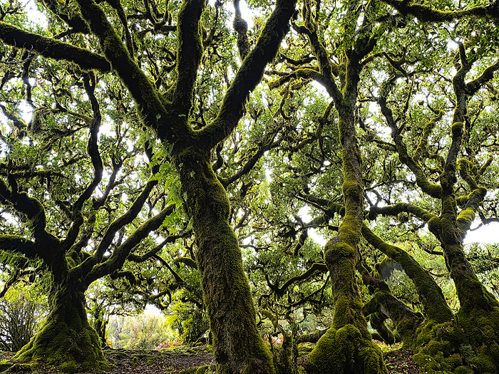 Portugal, Madeira Island, Fanal, Fanal Forest, Laurisilva Forest, UNESCO World Heritage Site Portugal, Madeira, Ancient moss covered laurel trees on Madeira Island