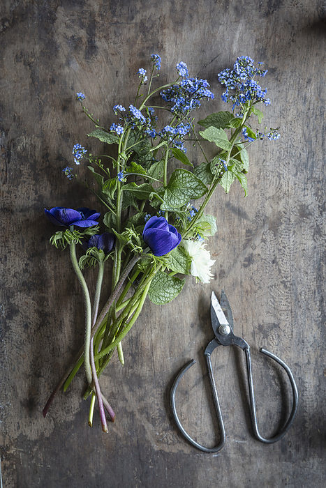 Freshly picked anemones and forget-me-nots