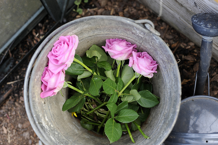 cut flowers Pink freshly picked roses in bucket
