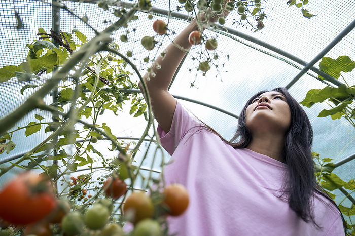 Woman picking tomatoes in greenhouse