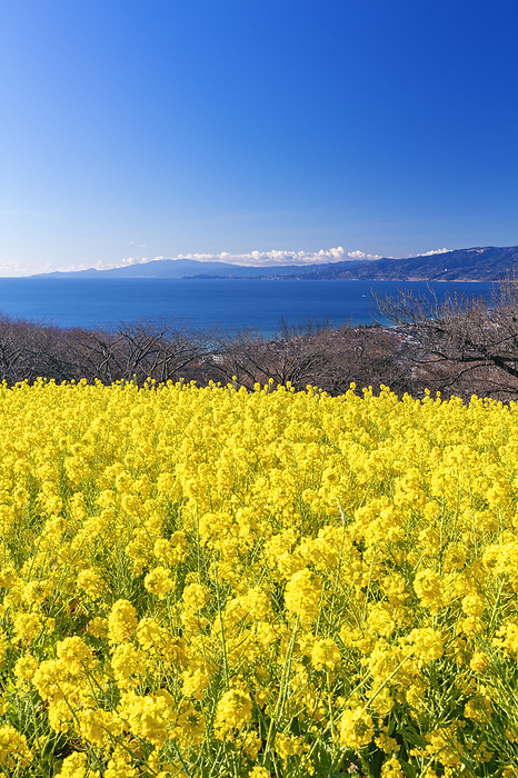 Izu Peninsula from Azumayama Park where rape blossoms bloom in Kanagawa Prefecture