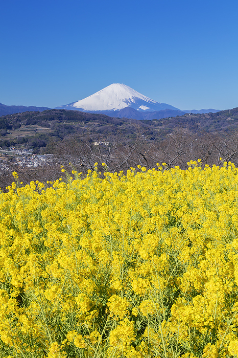 Mt. Fuji from Azumayama Park where rape blossoms bloom in Kanagawa Prefecture