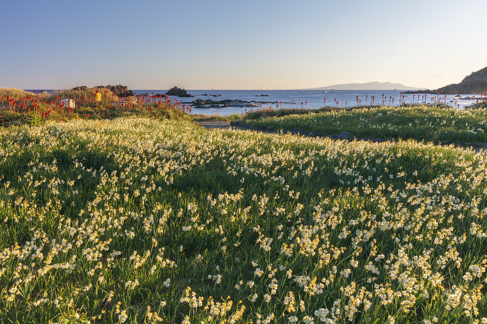 Morning view of Izu Oshima Island and daffodils at Tsumagisaki, Shizuoka Prefecture