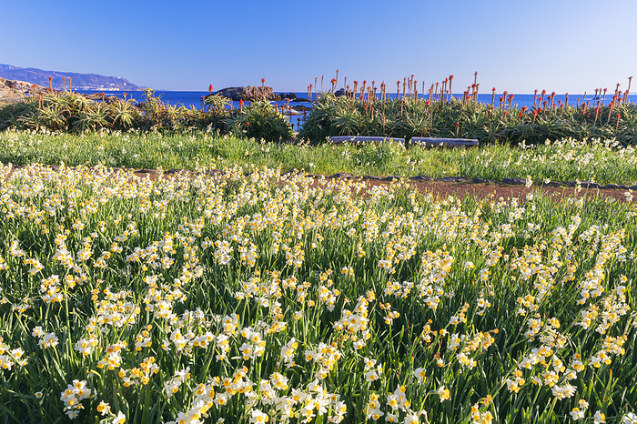 Tsumekizaki, Shizuoka Prefecture, with blooming daffodils