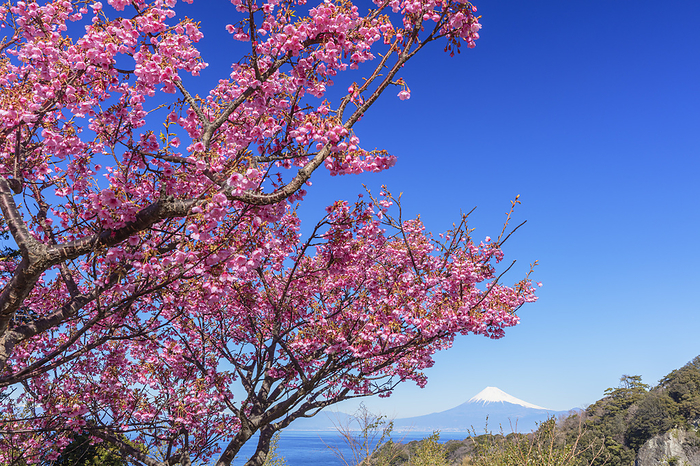Mt. Fuji from Koibito Cape where cherry blossoms bloom in Shizuoka Prefecture